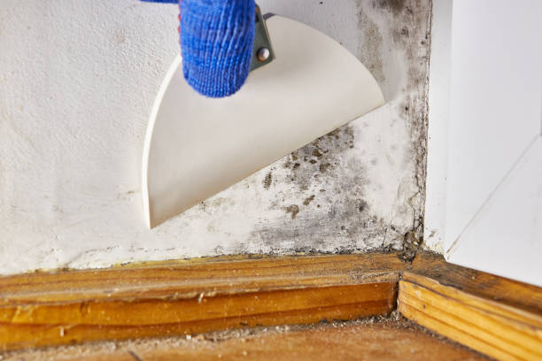 Best Industrial Mold Remediation  in Frazier Park, CA