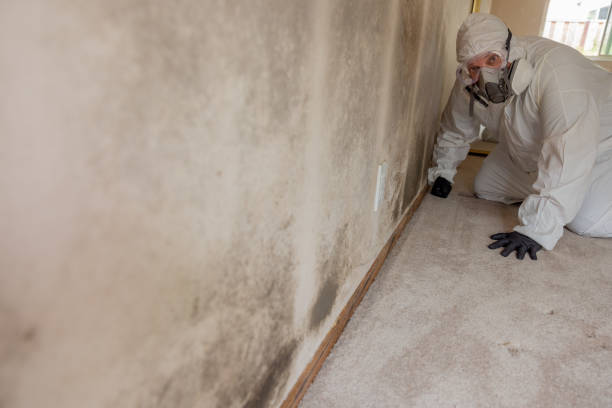 Forensic Mold Investigation in Frazier Park, CA